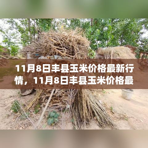 11月8日豐縣玉米價格最新行情解析，市場洞察與個人觀點