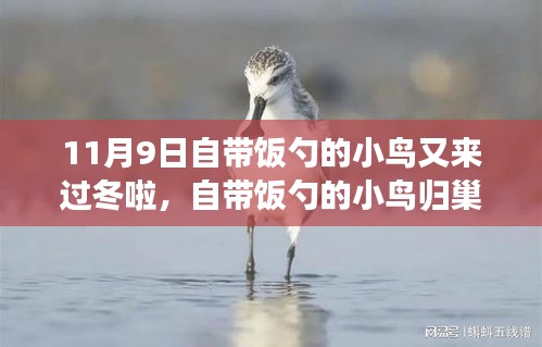 自帶飯勺的小鳥歸巢過冬，生態(tài)適應(yīng)還是人類干預(yù)？