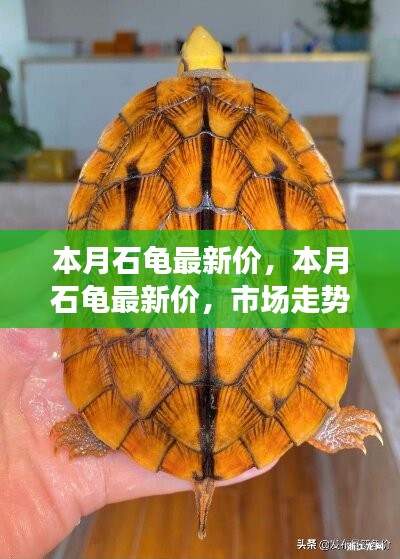 本月石龜最新價(jià)格走勢(shì)分析，多元觀點(diǎn)下的市場(chǎng)洞察