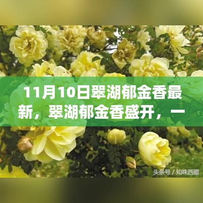 翠湖郁金香盛開(kāi)，尋找內(nèi)心平靜的芳香之旅記實(shí)報(bào)道
