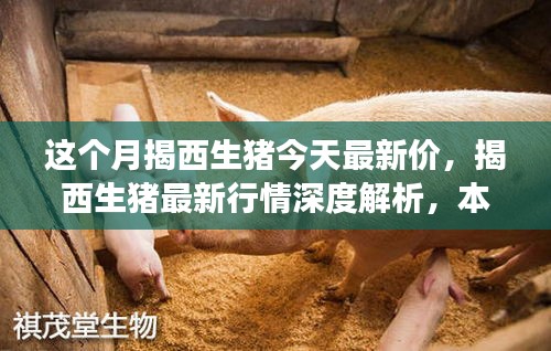 揭西生豬最新行情深度解析，本月市場動態(tài)、競品對比及價格走勢揭秘
