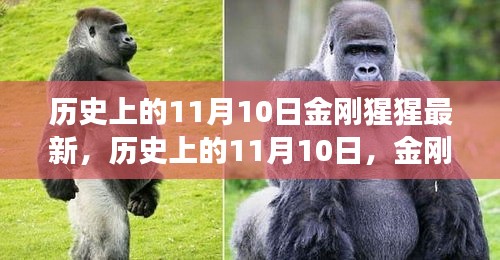 歷史上的11月10日，金剛猩猩的最新解讀與觀點(diǎn)闡述