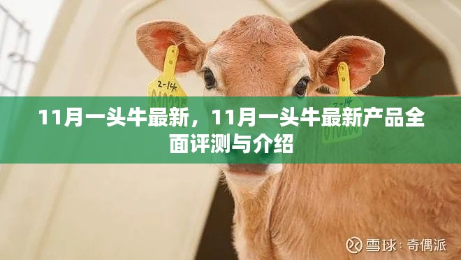 11月一頭牛最新產(chǎn)品全面評(píng)測(cè)與介紹，最新動(dòng)態(tài)一覽