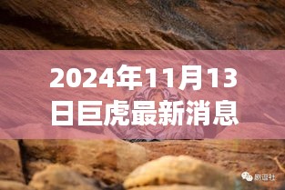 巨虎躍新天，學(xué)習(xí)力量與自信之光的蛻變——2024年11月13日最新消息