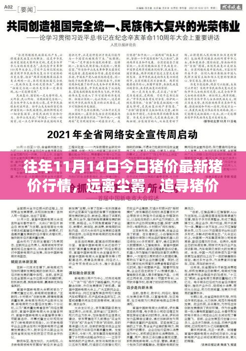往年今日豬價行情深度解析，追尋寧靜之美的心靈之旅