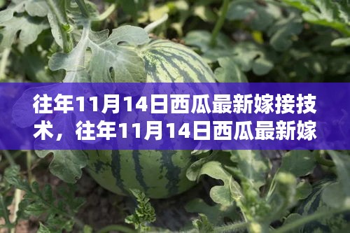 西瓜最新嫁接技術全解析，入門到精通的步驟指南（往年11月14日版）