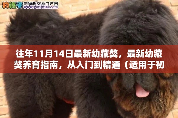 最新幼藏獒養(yǎng)育指南，從入門到精通，適合初學(xué)者與進階用戶全攻略（往年幼藏獒最新資訊）