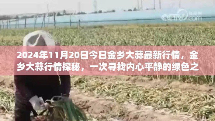 2024年11月20日金鄉(xiāng)大蒜行情深度解析，綠色之旅探尋內(nèi)心平靜之路