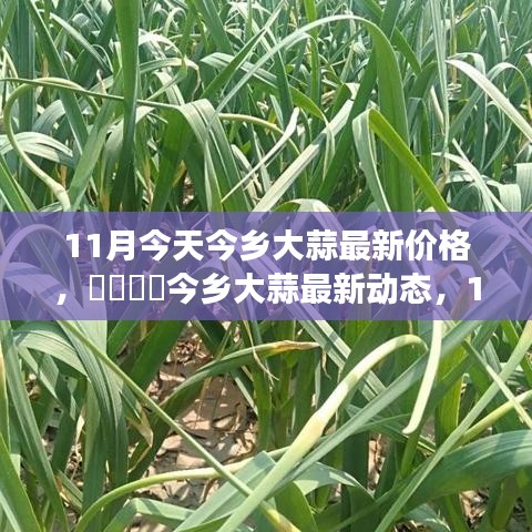 11月今鄉(xiāng)大蒜最新價(jià)格與市場深度解析