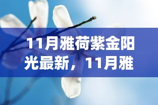 11月雅荷紫金陽光下的勵志蛻變，自信、成就與正能量并行不悖的旅程