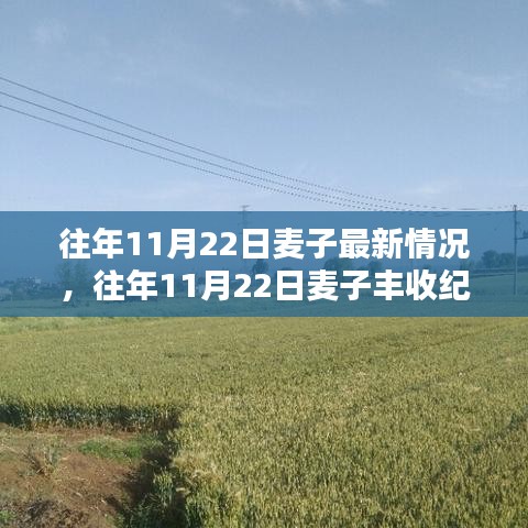 往年11月22日麥子豐收紀(jì)實，最新動態(tài)與收獲喜悅的喜悅分享