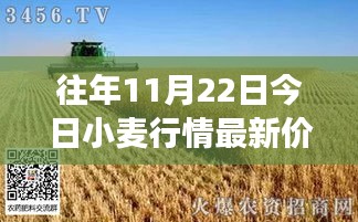 11月22日小麥行情深度解析，最新價(jià)格與市場(chǎng)影響力回顧