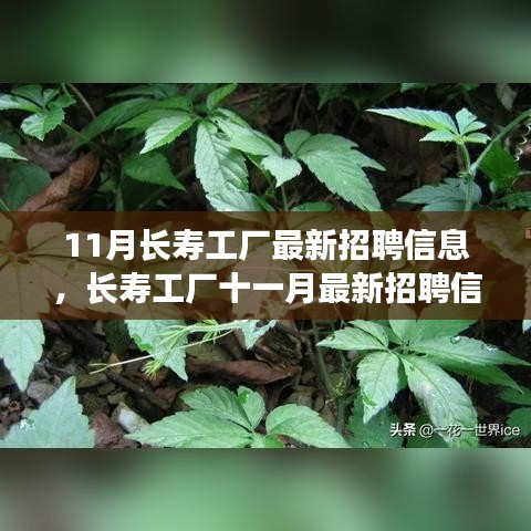 11月長壽工廠最新招聘信息詳解，如何順利應(yīng)聘長壽工廠并提升競爭力？