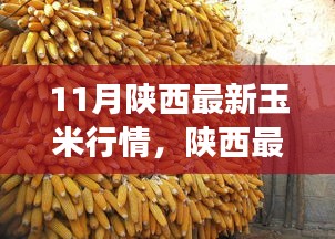 陜西玉米最新行情分析，市場動態(tài)、趨勢展望與行情解讀