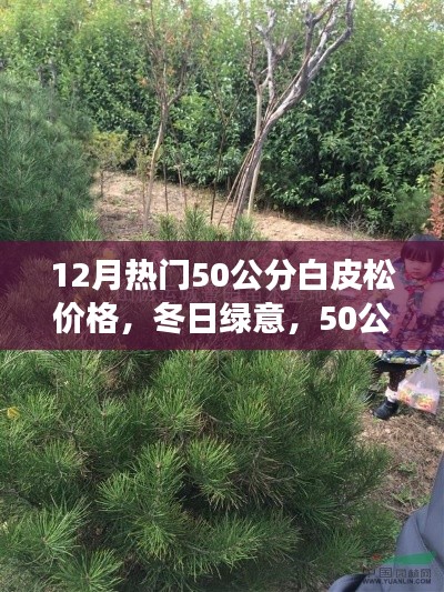 冬季熱門，50公分白皮松的價格與溫馨故事，冬日綠意盎然