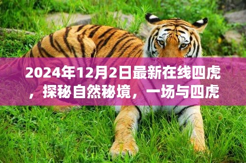 探秘自然秘境，與四虎相伴的心靈之旅（最新在線四虎活動預(yù)告）