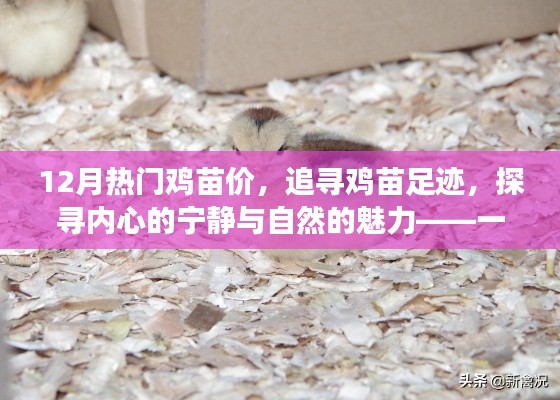 十二月雞苗之旅，探尋熱門價格與自然的魅力