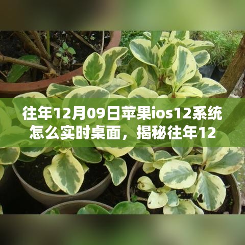 揭秘，蘋果iOS 12系統(tǒng)實時桌面設置指南（往年12月9日發(fā)布）