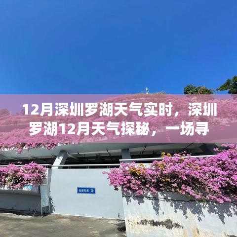 深圳羅湖12月溫暖之旅，實時天氣探秘與內(nèi)心平靜的尋找