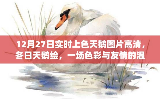 色彩與友情的冬日邂逅，高清上色天鵝圖片及冬日天鵝繪