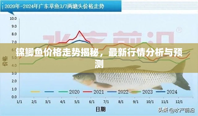 錦鯽魚價格走勢揭秘，最新行情分析與預(yù)測