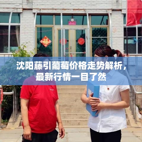 沈陽藤引葡萄價格走勢解析，最新行情一目了然