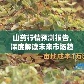 山藥行情預(yù)測(cè)報(bào)告，深度解讀未來(lái)市場(chǎng)趨勢(shì)（2019版）