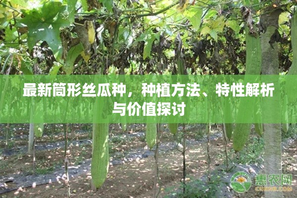 最新筒形絲瓜種，種植方法、特性解析與價(jià)值探討