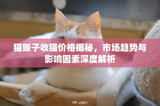 貓販子收貓價(jià)格揭秘，市場(chǎng)趨勢(shì)與影響因素深度解析