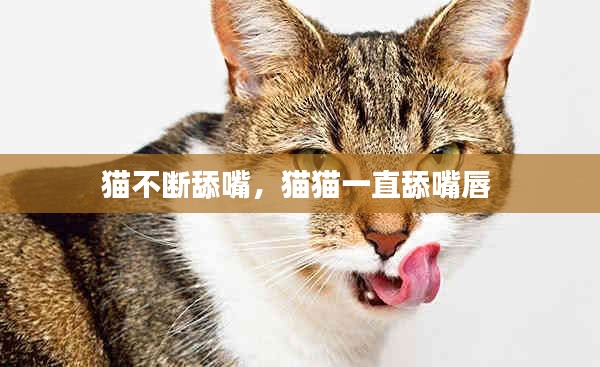 貓不斷舔嘴，貓貓一直舔嘴唇 