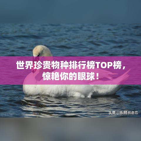 世界珍貴物種排行榜TOP榜，驚艷你的眼球！