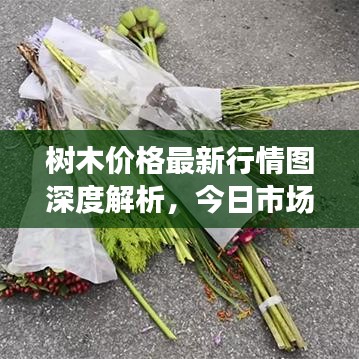 樹木價格最新行情圖深度解析，今日市場動態(tài)一網(wǎng)打盡！