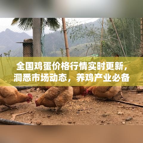 全國雞蛋價(jià)格行情實(shí)時(shí)更新，洞悉市場動(dòng)態(tài)，養(yǎng)雞產(chǎn)業(yè)必備參考資訊平臺(tái)