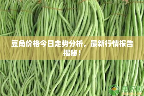 豆角價格今日走勢分析，最新行情報告揭秘！