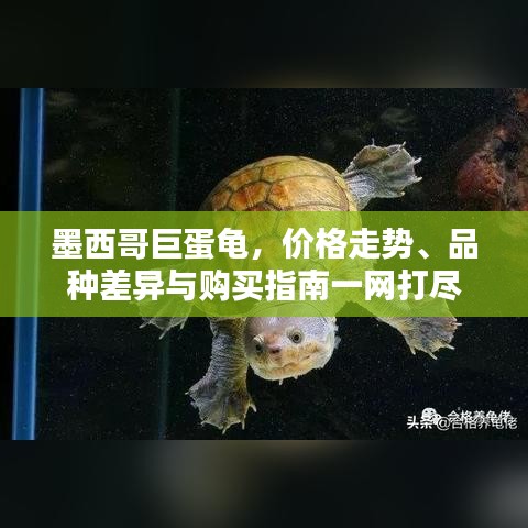 墨西哥巨蛋龜，價(jià)格走勢、品種差異與購買指南一網(wǎng)打盡