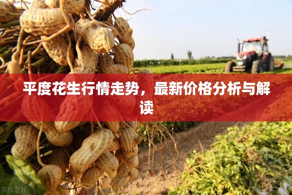 平度花生行情走勢，最新價(jià)格分析與解讀