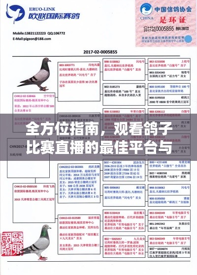 全方位指南，觀看鴿子比賽直播的最佳平臺(tái)與渠道！