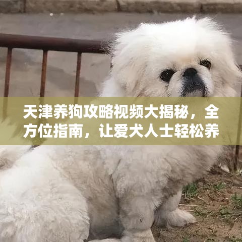 天津養(yǎng)狗攻略視頻大揭秘，全方位指南，讓愛犬人士輕松養(yǎng)寵！