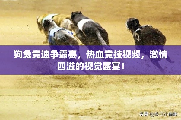 狗兔競速爭霸賽，熱血競技視頻，激情四溢的視覺盛宴！