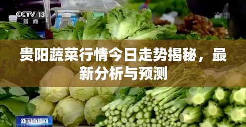 貴陽(yáng)蔬菜行情今日走勢(shì)揭秘，最新分析與預(yù)測(cè)