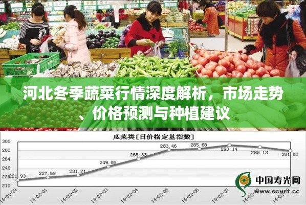 河北冬季蔬菜行情深度解析，市場走勢、價(jià)格預(yù)測與種植建議