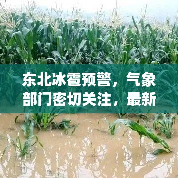 東北冰雹預(yù)警，氣象部門密切關(guān)注，最新預(yù)測提醒防范災(zāi)害