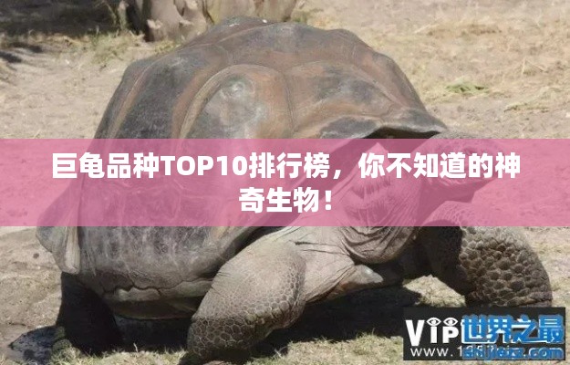 巨龜品種TOP10排行榜，你不知道的神奇生物！