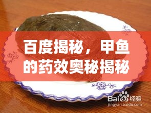 百度揭秘，甲魚(yú)的藥效奧秘揭秘！