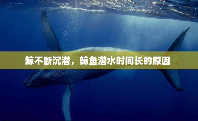 鯨不斷沉潛，鯨魚潛水時(shí)間長(zhǎng)的原因 