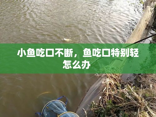 小魚吃口不斷，魚吃口特別輕怎么辦 