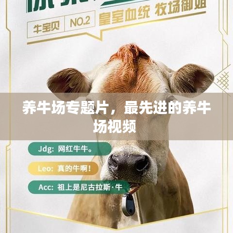 養(yǎng)牛場(chǎng)專題片，最先進(jìn)的養(yǎng)牛場(chǎng)視頻 