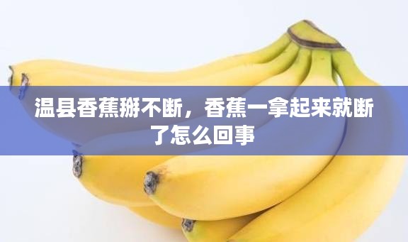 溫縣香蕉掰不斷，香蕉一拿起來(lái)就斷了怎么回事 