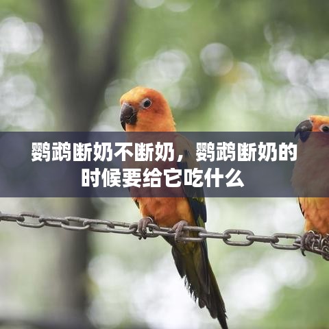 鸚鵡斷奶不斷奶，鸚鵡斷奶的時(shí)候要給它吃什么 
