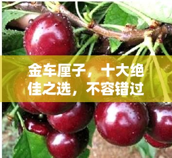 金車?yán)遄?，十大絕佳之選，不容錯(cuò)過！